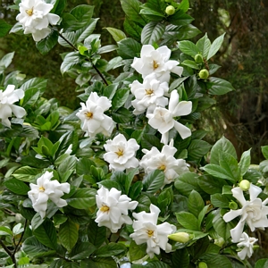 Frostproof Gardenia